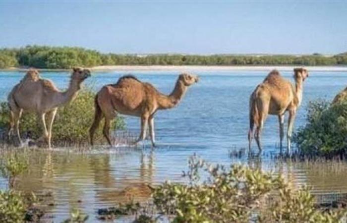 محمية وادى الجمال قطعة من الجنة على ساحل البحر الأحمر