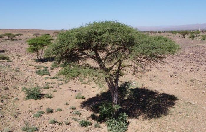 أشجار الطلح بأرجاء الجنوب الشرقي .. الاندثار يتربص بكنز بيئي واقتصادي