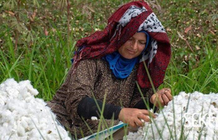 عودة الدهب الأبيض المصري لعرشه.. إيه الحكاية